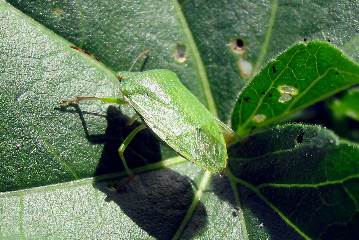 Nezara viridula